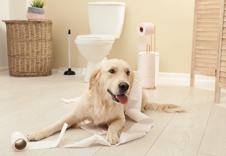 cane con carta igienica