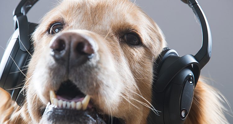 cane golden che ascolta la musica con le cuffie