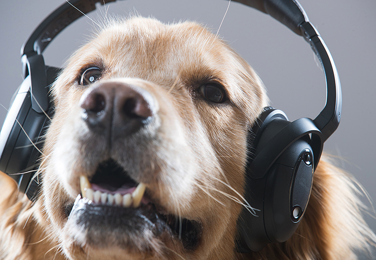 cane golden che ascolta la musica con le cuffie