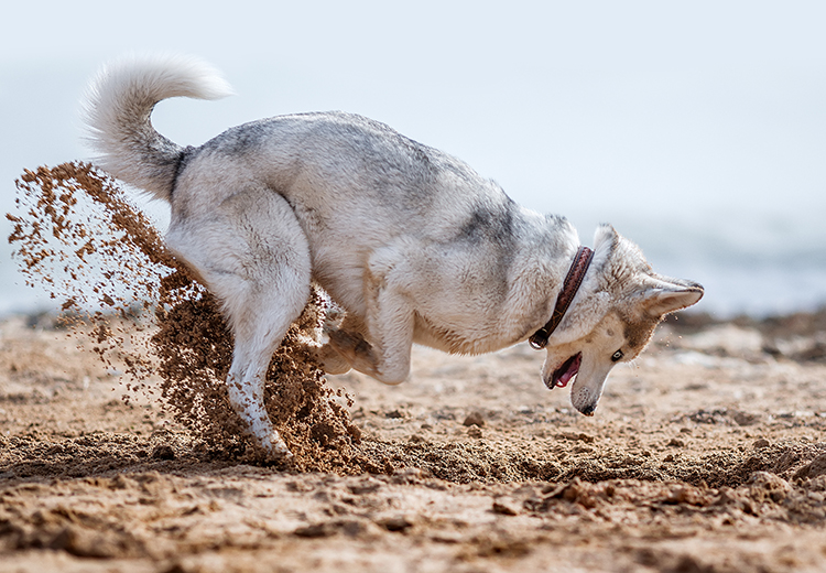 Husky in spiaggia che scava una buca nella sabbia