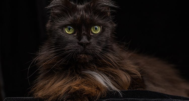 gatto nero mistero ed eleganza