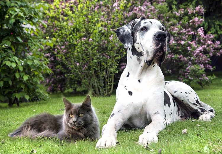 the Big Pet! Cani e gatti di taglia grande