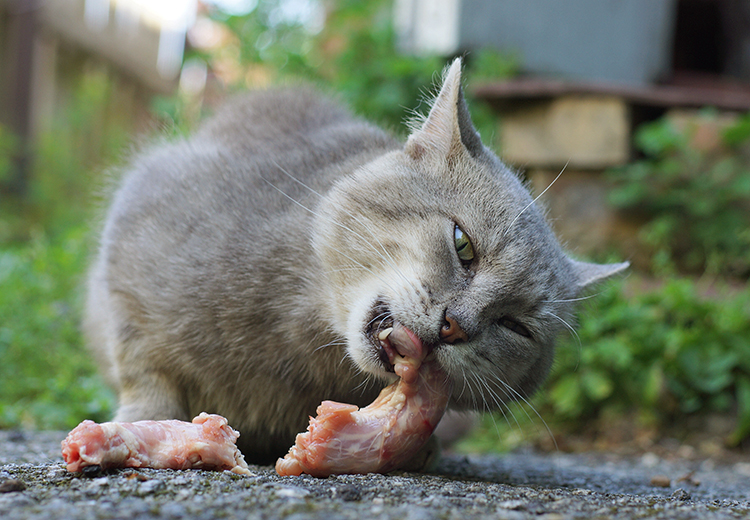 gatto che mangia ossi di pollo