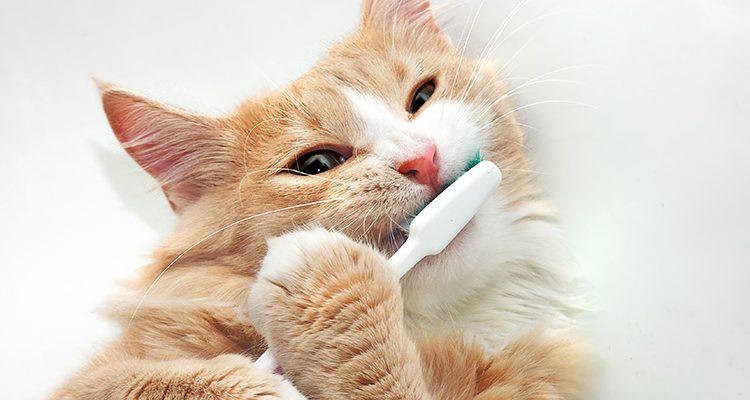 gatto e igiene orale