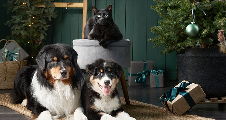 cane e gatto sotto l'albero di Natale