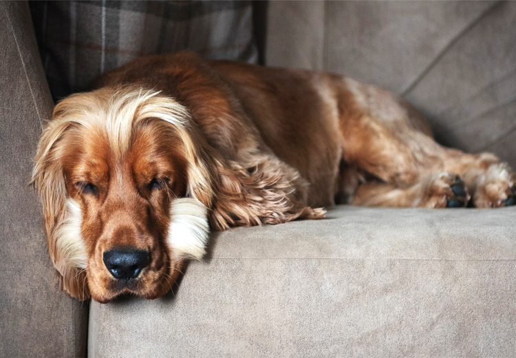 cane pigro sul divano
