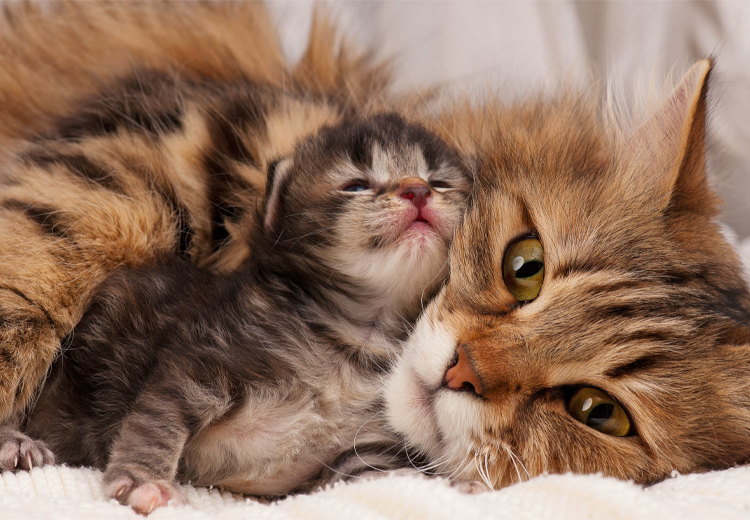 mamma e gattino. Esigenze specifiche per età diverse