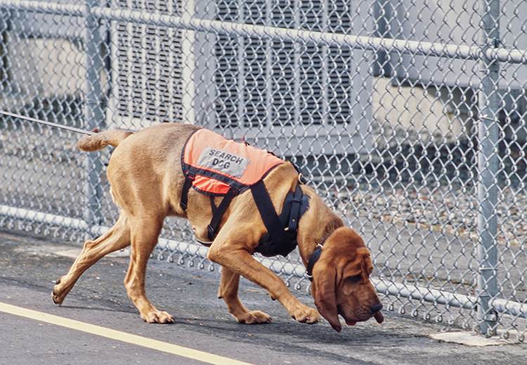 Bloodhound cane da fiuto