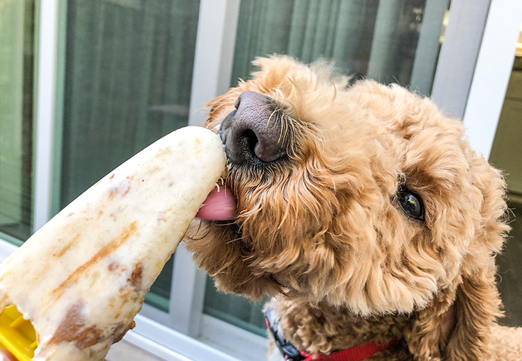 cane che lecca un gelato snack pensato per lui