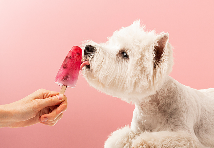 cane che lecca un ghiacciolo fato apposta per lui