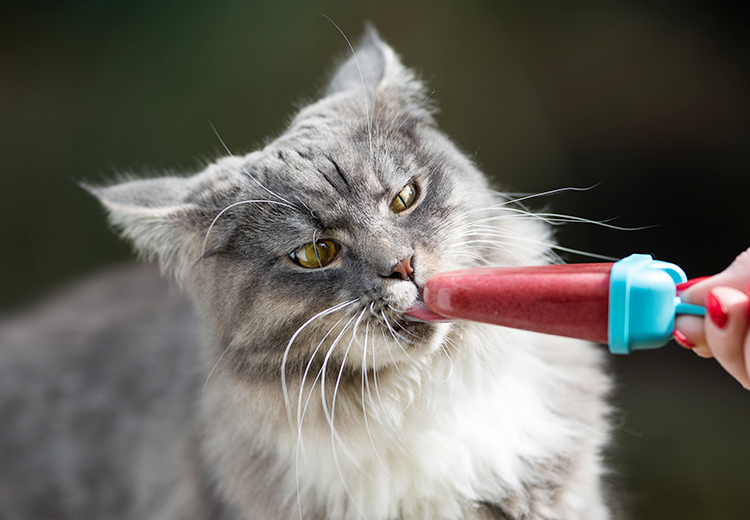 gatto che lecca un ghiacciolo fatto per lui