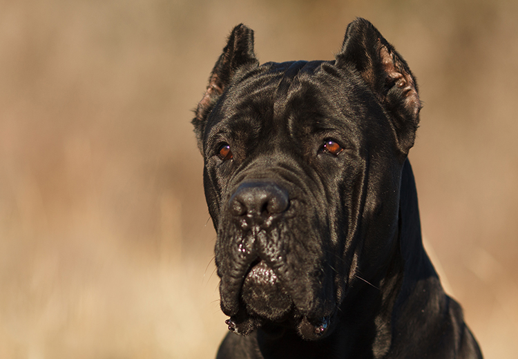 cane corso nero