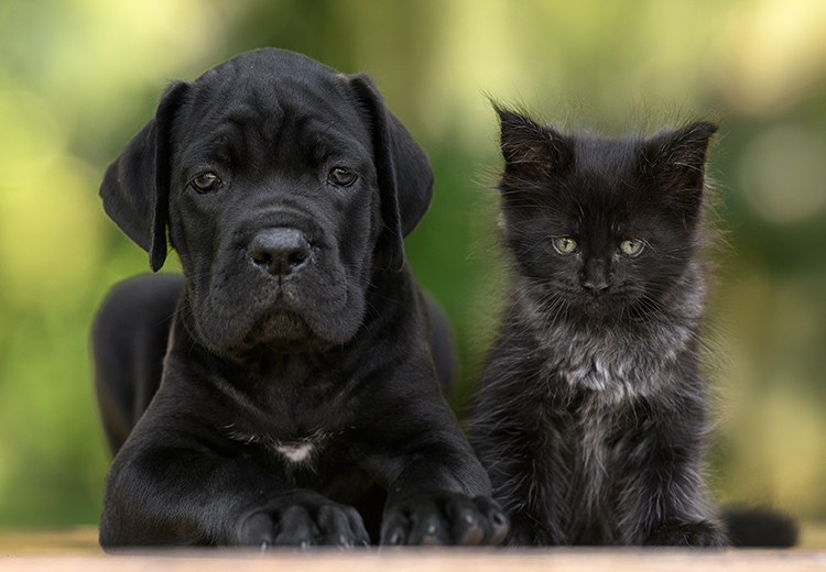 cane e gatto di colore nero