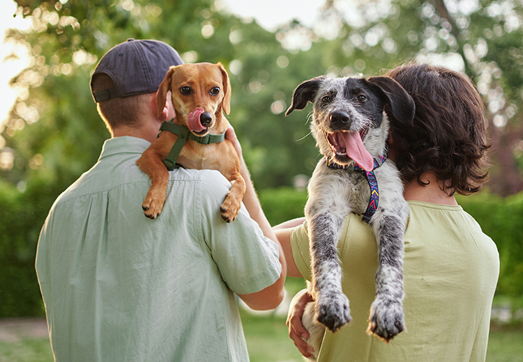 Adozione dei cani