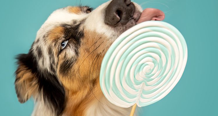 cane con lecca lecca