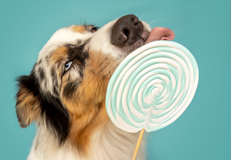 cane con lecca lecca