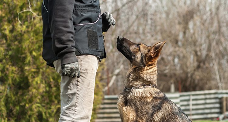 cane in addestramento