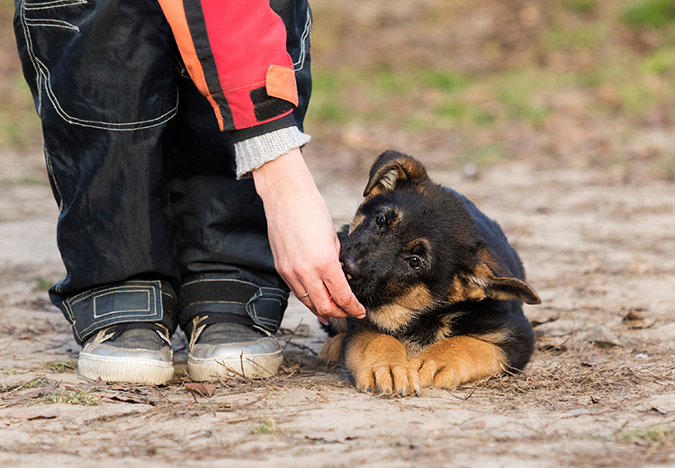 cucciolo in fase di addestramento