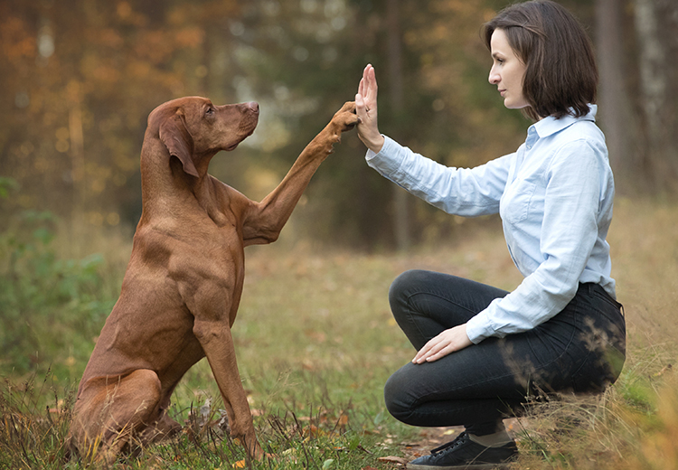 legame e relazione tra uomo e cane