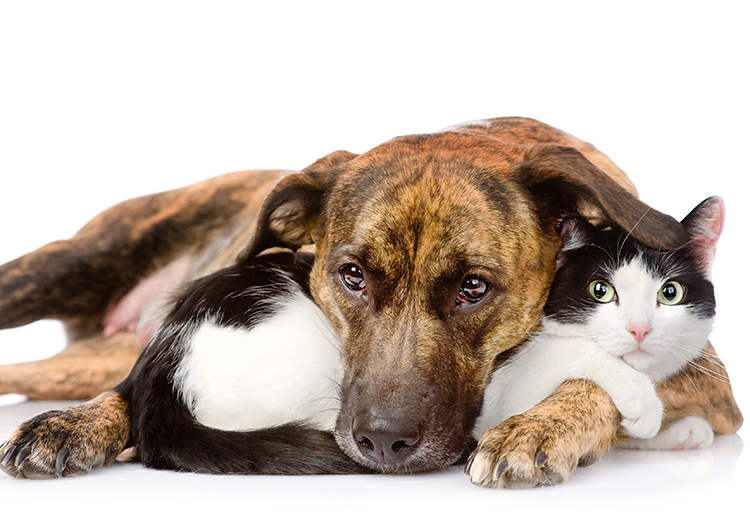 sterilizzazione del cane e del gatto