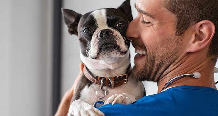 veterinario sterilizzazione cane