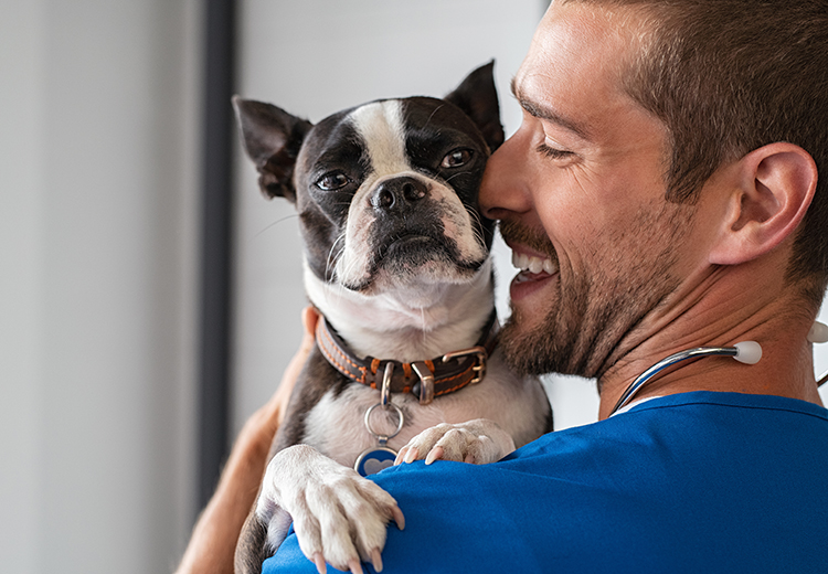 veterinario sterilizzazione cane