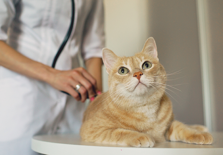 veterinario sterilizzazione gatto